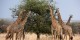 Tanzanie - 2010-09 - 229 - Serengeti - Girafes